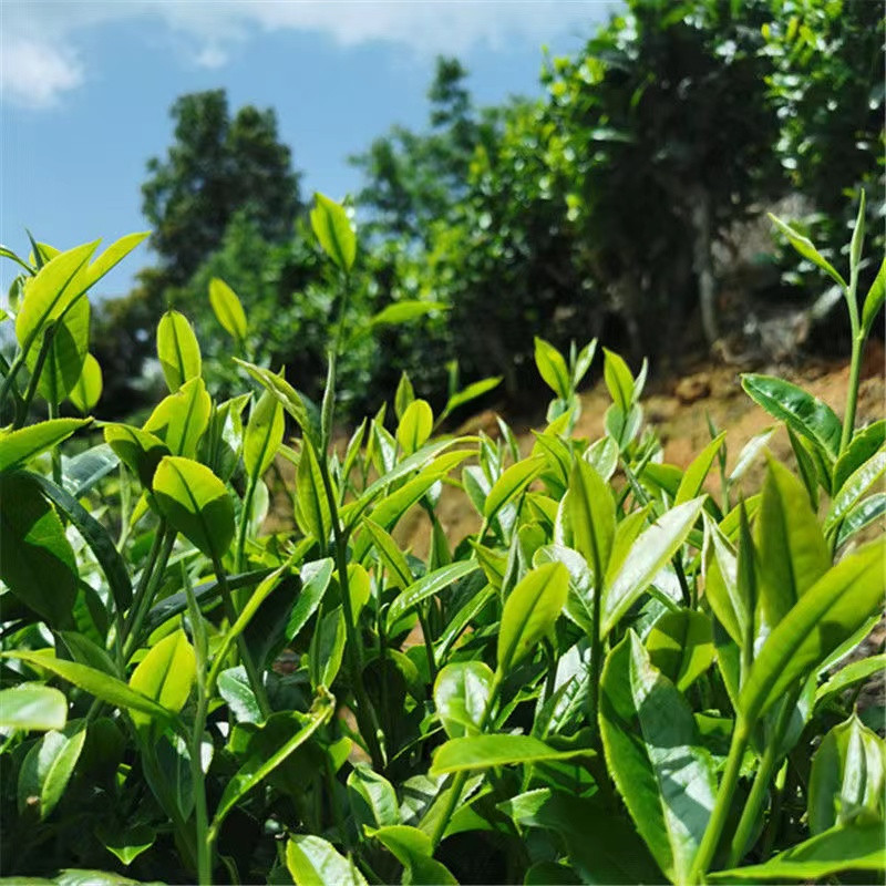 峡山茶业 云南凤庆精选特级绿色食品 白毫绿茶 200g/盒  包邮