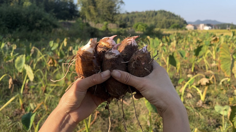 荆公 王桥花果芋头新鲜现挖小中大果江西特产农家香糯芋艿红芽芋非荔浦