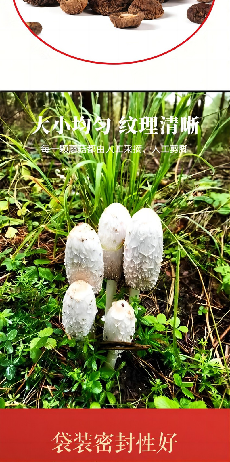 裕栢福 裕栢福坝上草原蘑菇 珍珠菇100g *2