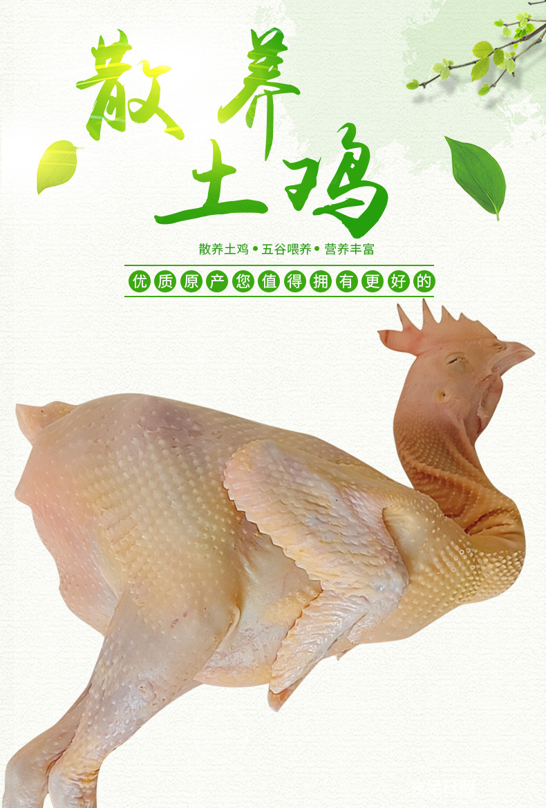 东江物语 农家先杀散养土鸡1.5斤/只 1.5 斤