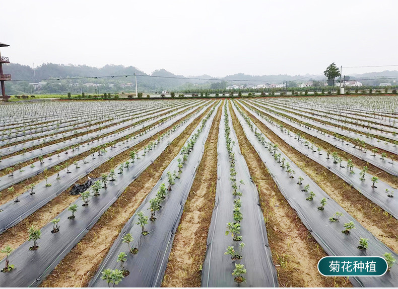 颖逸 修水原产地金丝皇菊散装菊花茶叶清热养生茶