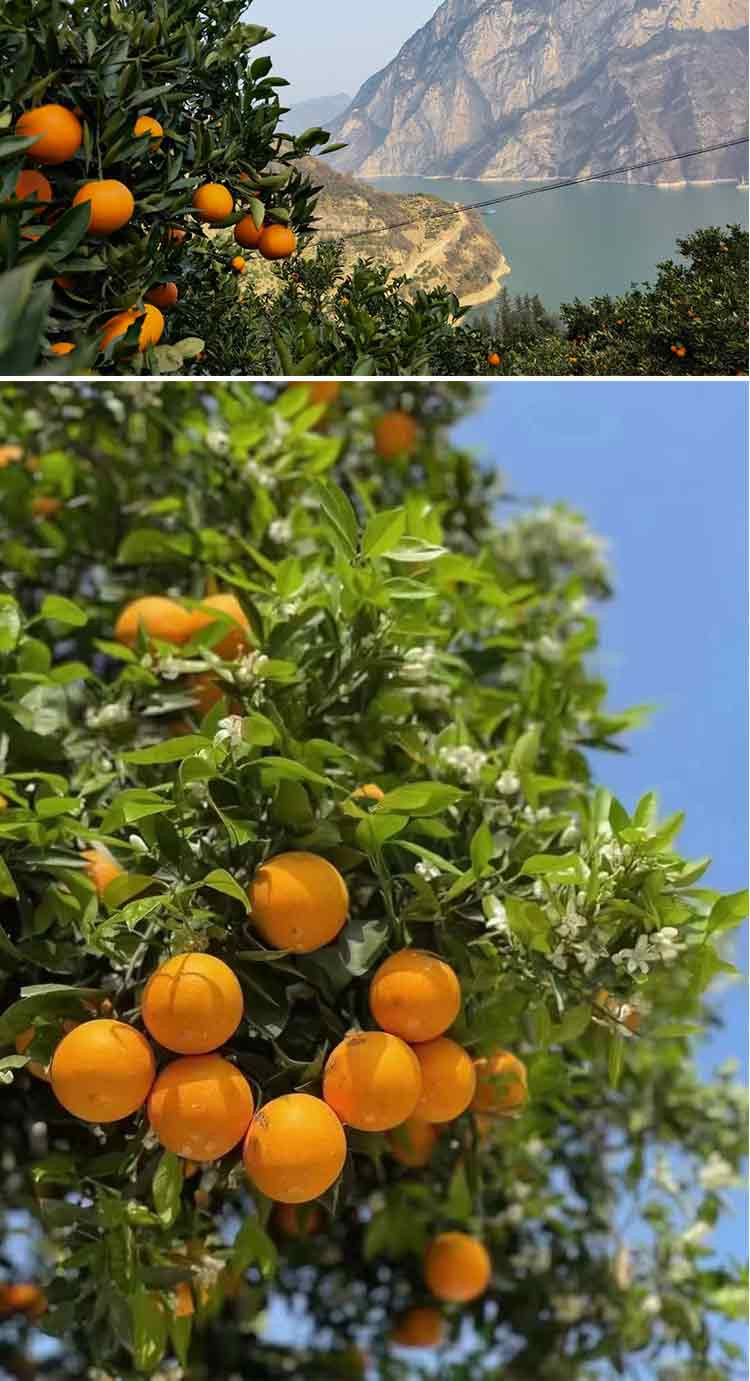 农家自产 秭归脐橙秭归伦晚脐橙新鲜水果 伦晚脐橙9斤大果