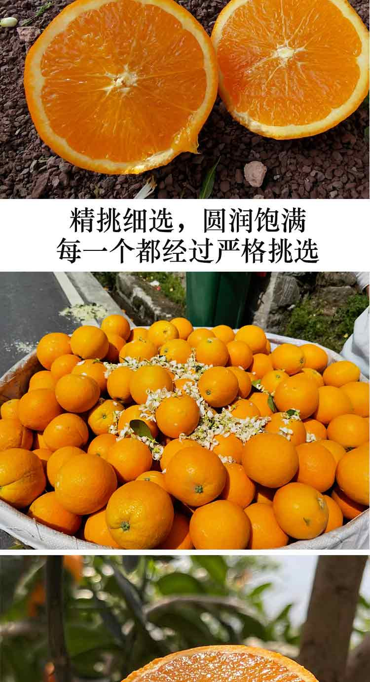 农家自产 秭归脐橙秭归伦晚脐橙新鲜水果 伦晚脐橙9斤大果