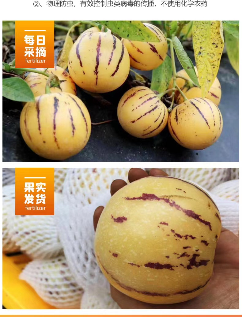 农家自产 树上熟云南石林人参果水果 单果80-110克