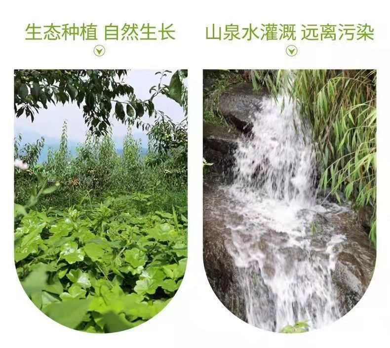 农家自产 大凉山高山丑苹果 特大果9斤（90-100mm）