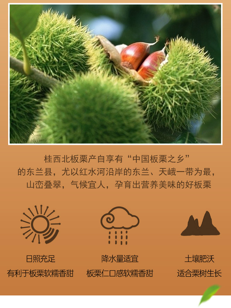 桂西北/GUI NORTHWEST 广西特色休闲零食桂西北甜栗 800g 礼盒