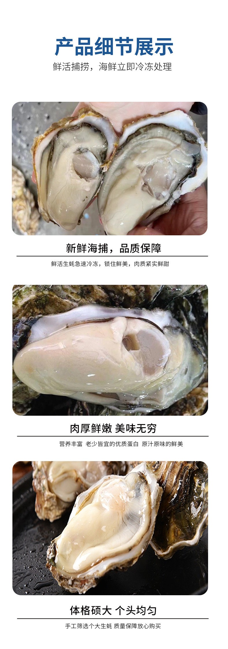 皇家麦氏 乳山牡蛎/生蚝