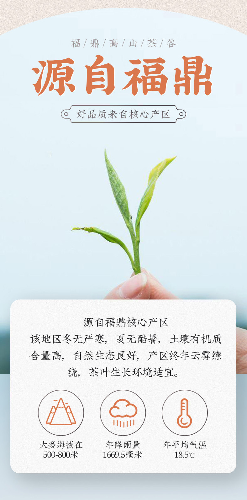 汖茗元 年陈福鼎贡眉老白茶