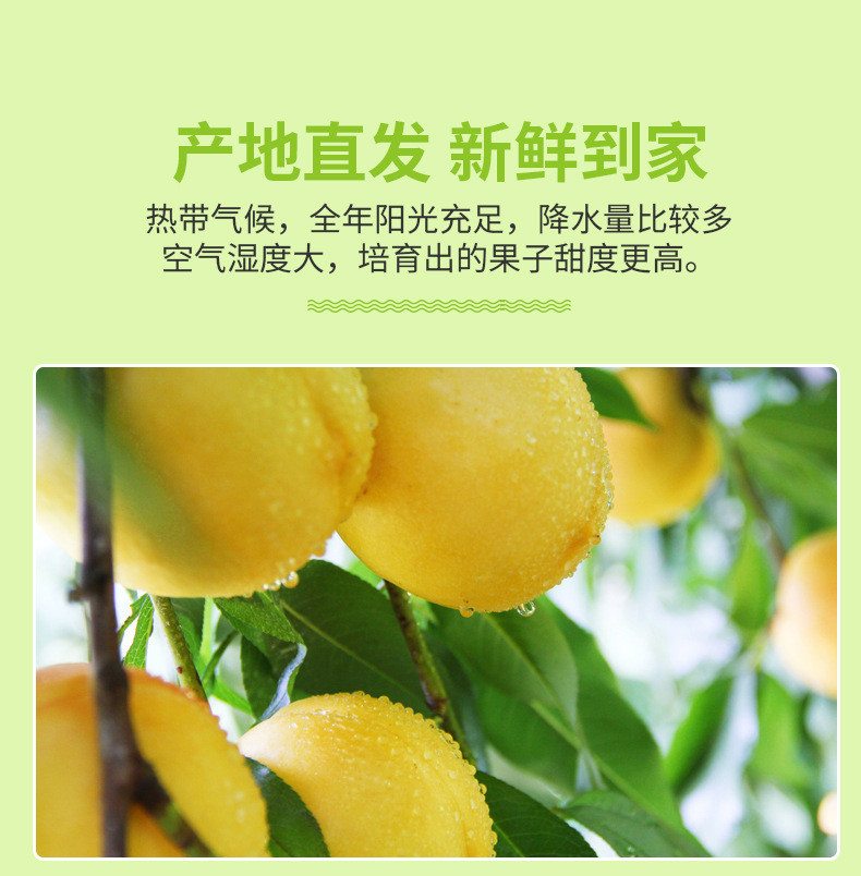 农家自产 黄油桃