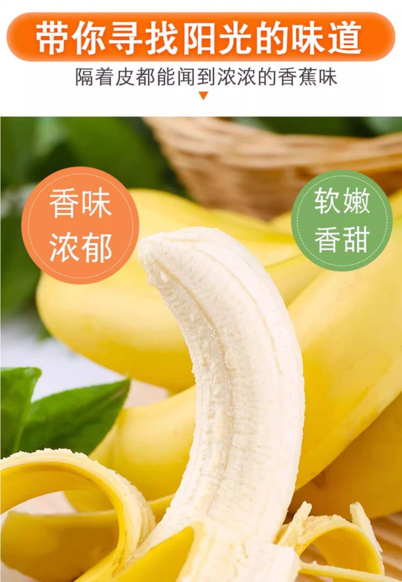 文枝  云南高山大香蕉