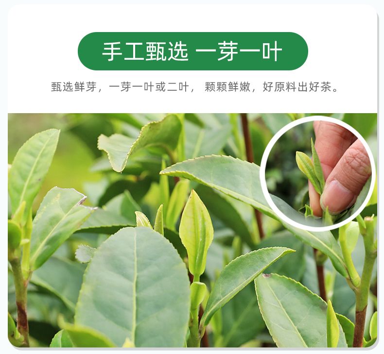 礼盒装浙江湖州明前特级嫩芽白茶2023新茶高山茶农直销春高端绿茶