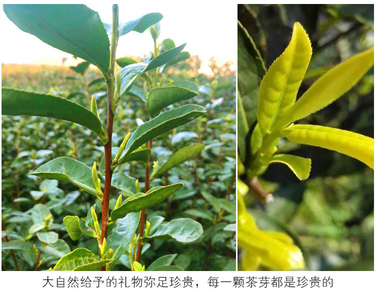 特级珍稀黄金芽茶叶2023年明前新茶春茶高山绿茶安吉白茶袋装盒装