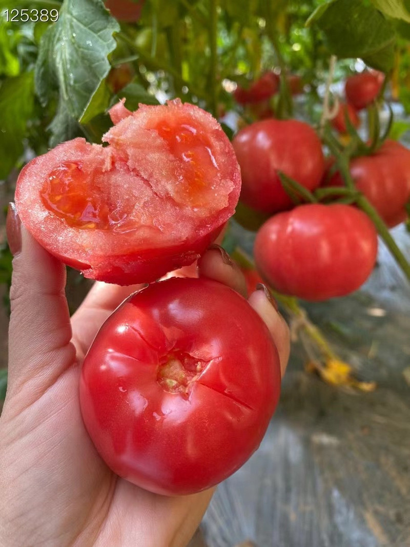  和百圆 普罗旺斯西红柿新鲜自然数可生吃5斤装