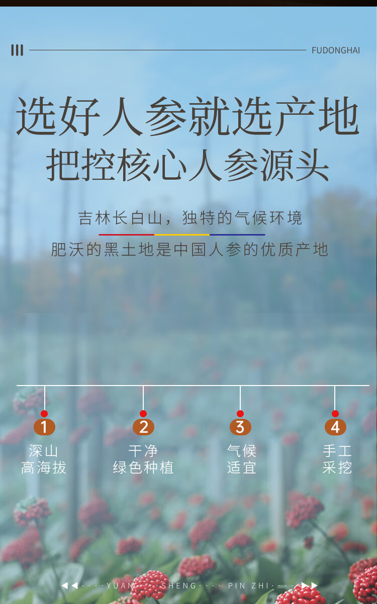 福东海 人参100克 【礼品】长白山人参【约8支】生晒参吉林