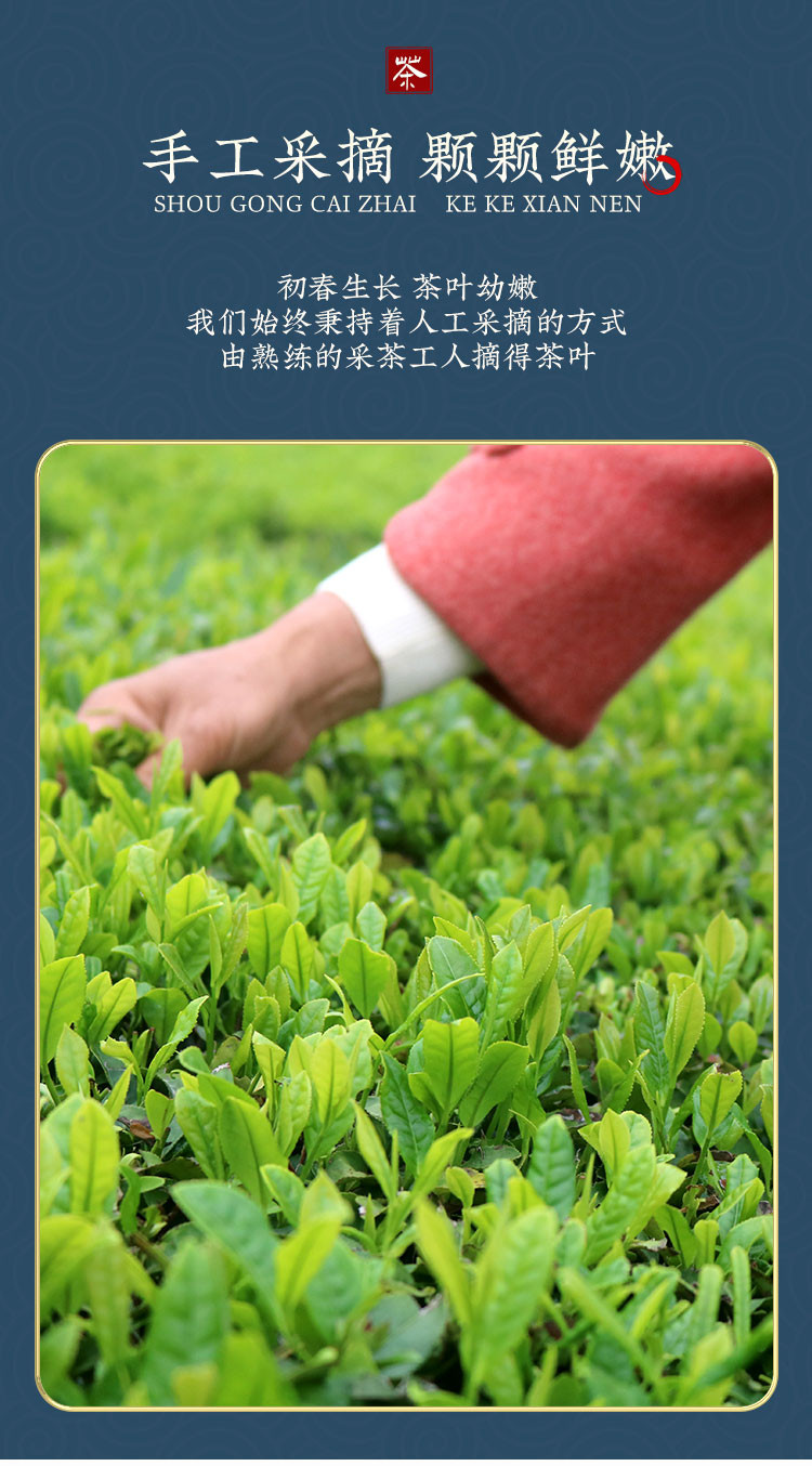 陵溪涧 陵溪涧 2023年新茶五峰高山毛尖绿茶250g