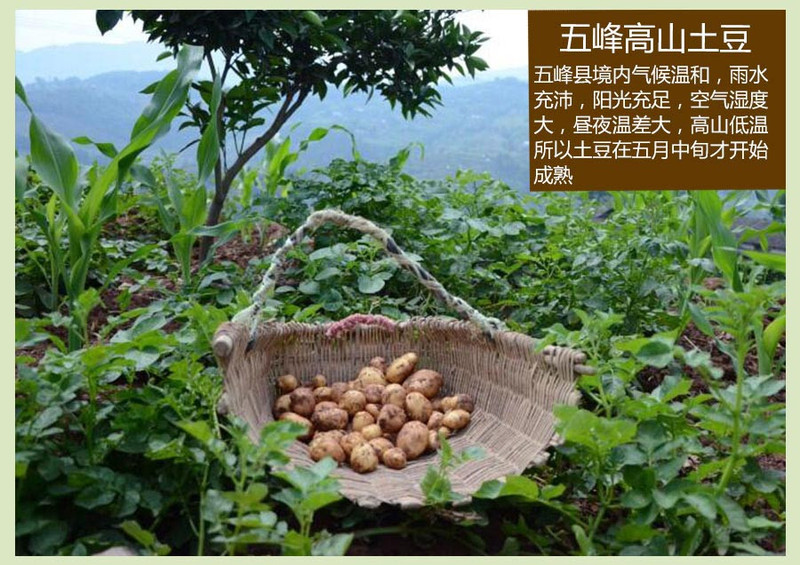 陵溪涧 五峰马尔科小土豆 黄皮黄心高山洋芋2500g装