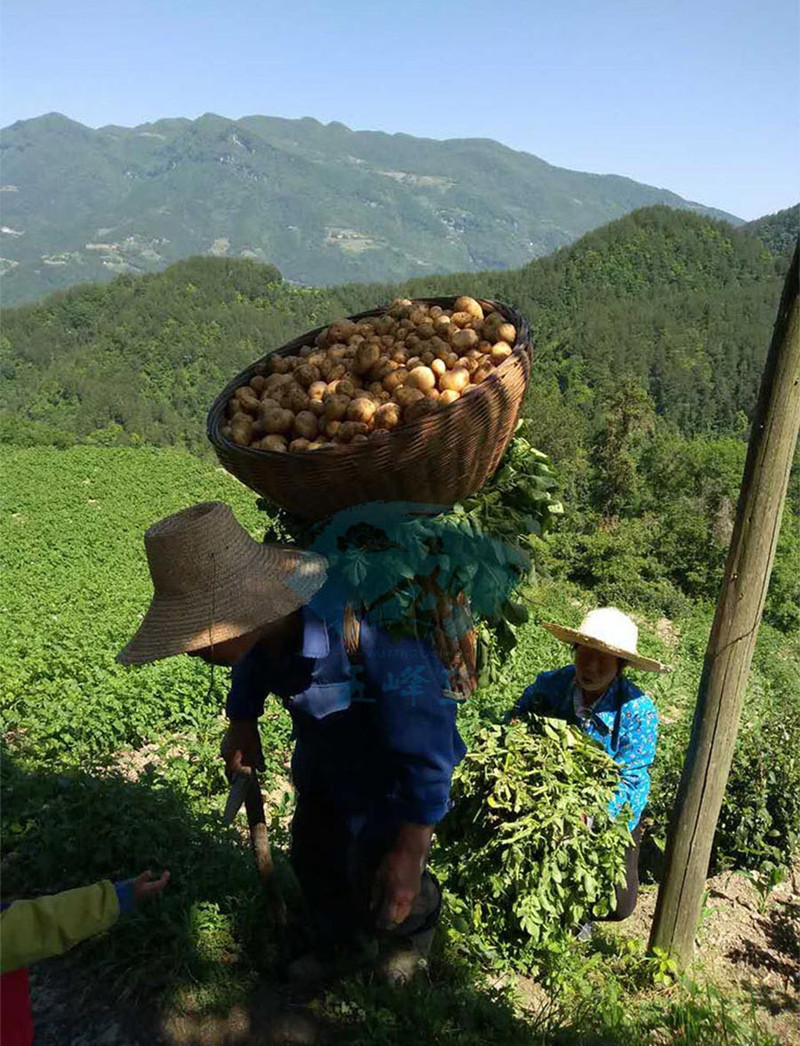 陵溪涧 五峰马尔科小土豆 黄皮黄心高山洋芋2500g装