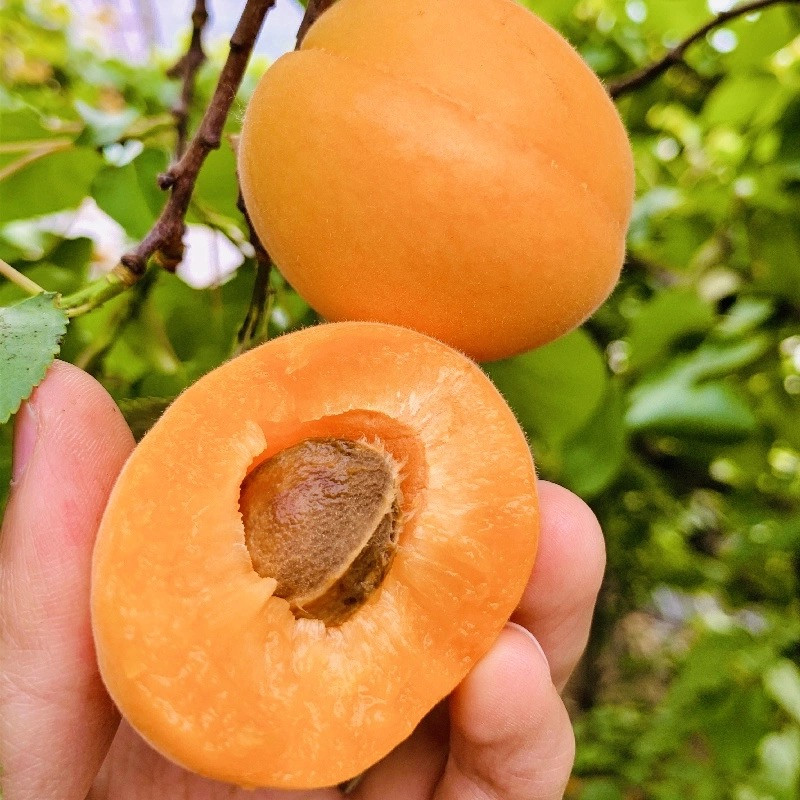  现摘大黄杏子新鲜水果当季陕西时令孕妇酸甜脆鲜  悟岳