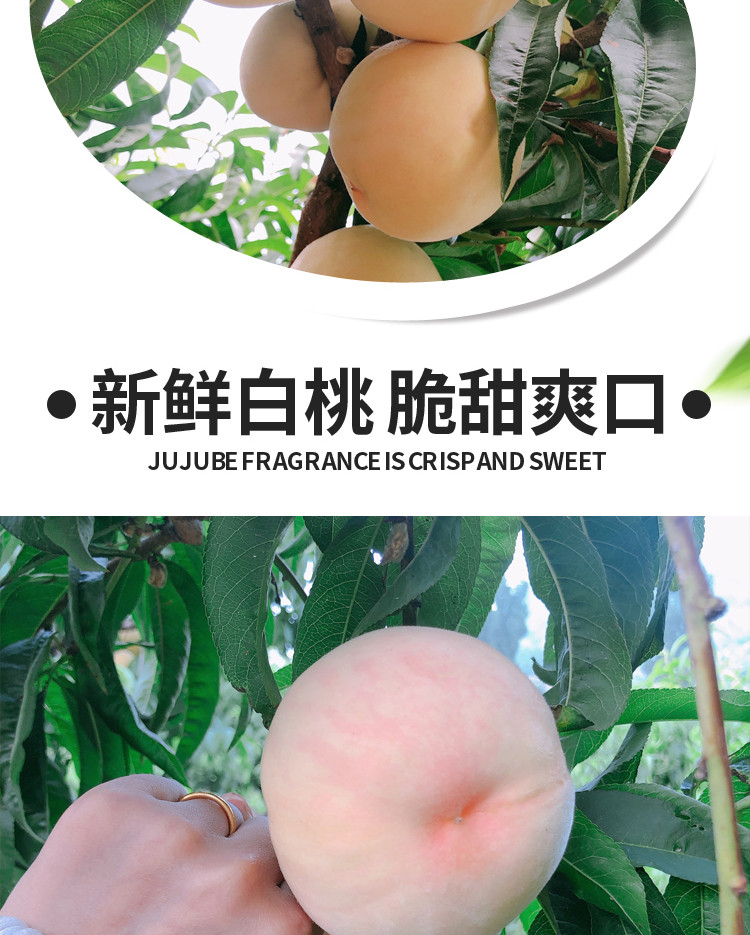  奶油白桃5斤新鲜水果脆甜白玉水蜜桃孕妇桃子现摘现发  悟岳