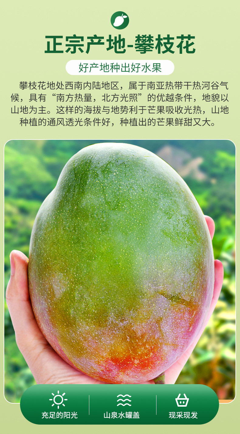 悟岳 【助农】当季现摘攀枝花凯特芒果5斤新鲜水果
