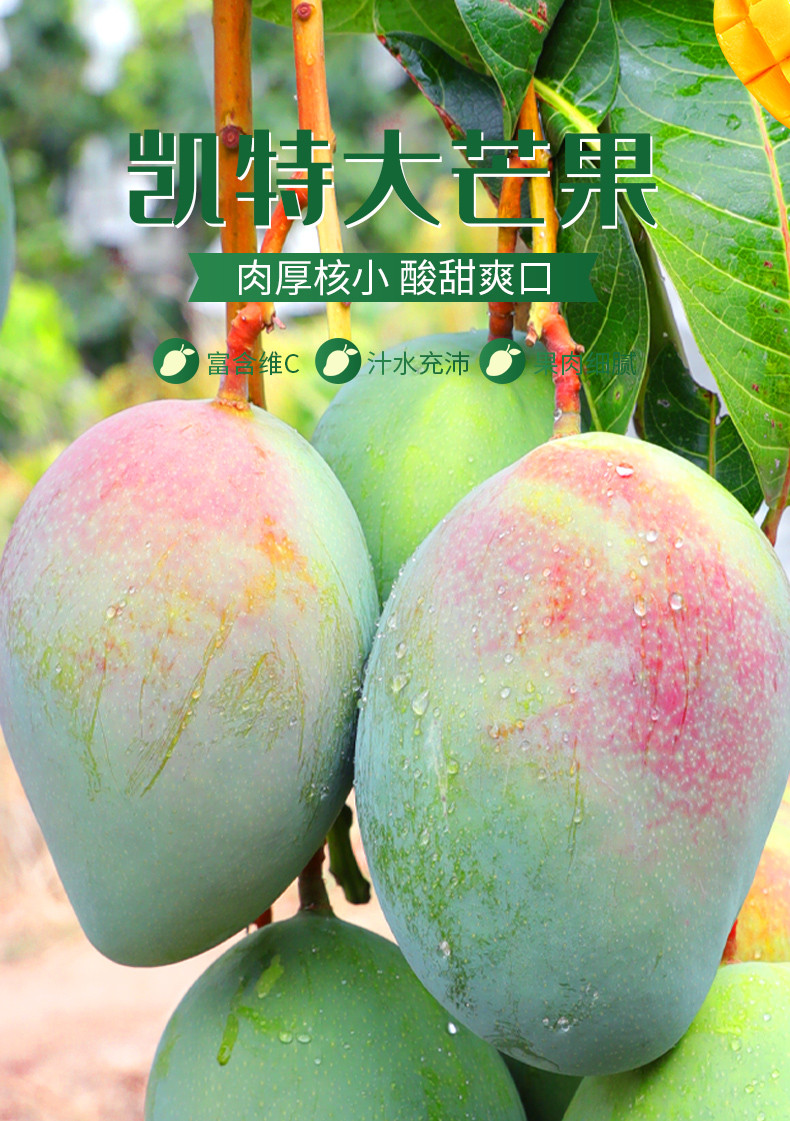 悟岳 【助农】当季现摘攀枝花凯特芒果5斤新鲜水果