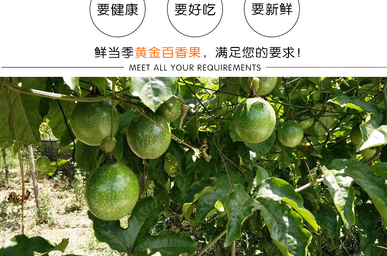 悟岳 【助农】黄金百香果10粒装钦蜜9号水果包邮
