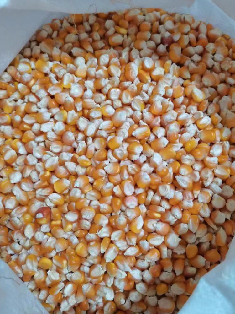 农家自产 小金黄非转基因玉米种农家可留种玉米粒