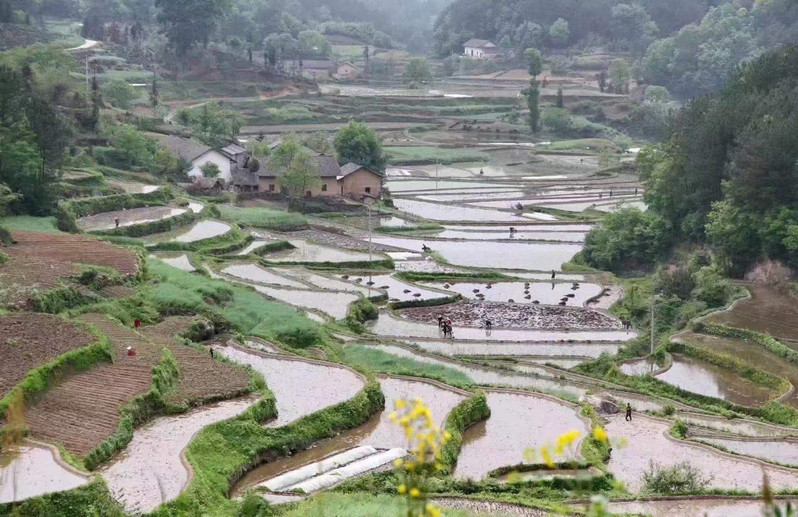 洋坪莲花 湖北省宜昌市高山冷水米洋坪莲花远安原种米