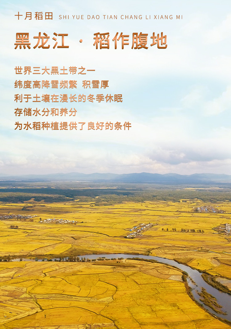 十月稻田辽河 长粒香米2.5kg一年一季、嚼劲回甘，入口绵润，香软甘甜