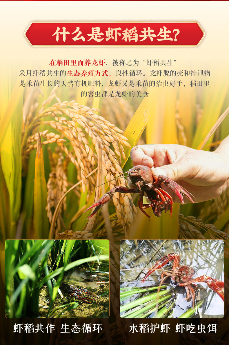 鄱阳湖 鄱阳湖虾稻香米5KG（绿色食品认证）颗粒饱满剔透，色泽光鲜 5kg