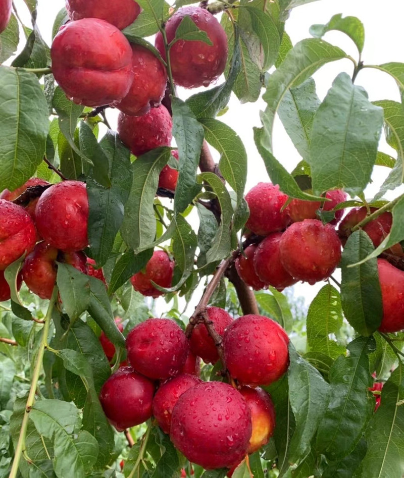 农家自产 新鲜油桃