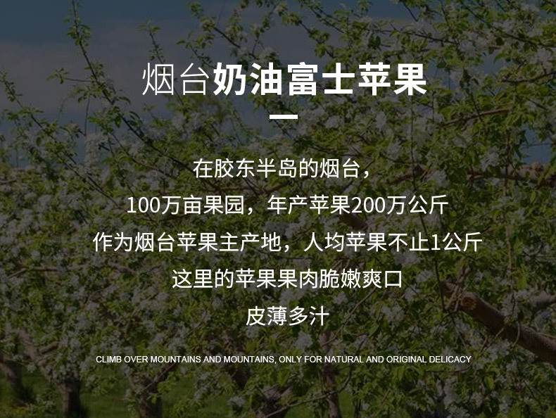 农家自产 山东烟台栖霞黄金奶油富士苹果冰糖心脆甜多汁奶香味道香甜