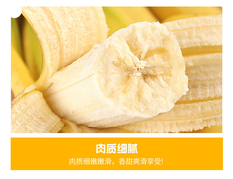 农家自产 广西威廉斯香蕉家庭装超甜芝麻香蕉甜糯苹果小米蕉水果产地直发