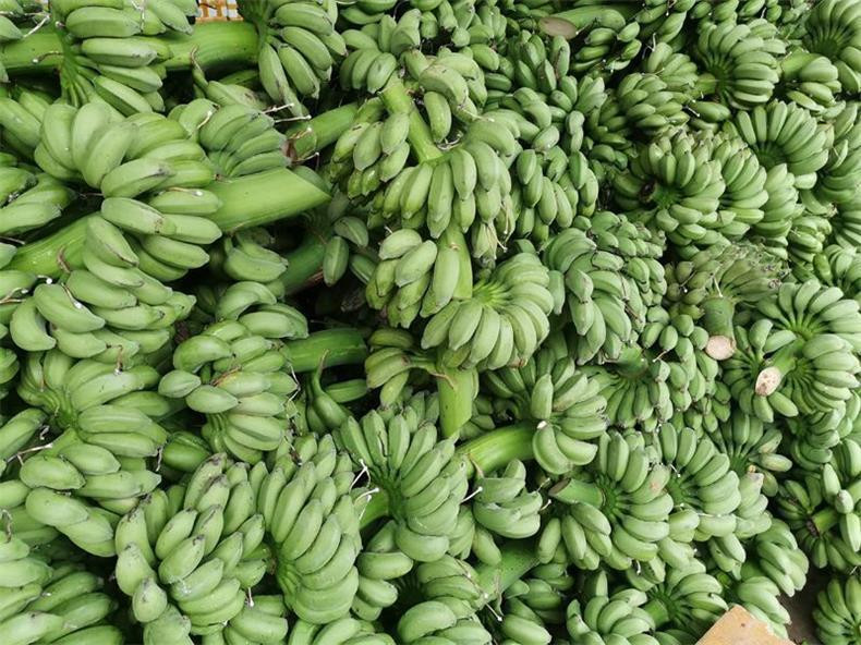农家自产 禁止蕉绿整串2-3斤小米蕉送贺卡香蕉水培带杆工位盆栽爆款
