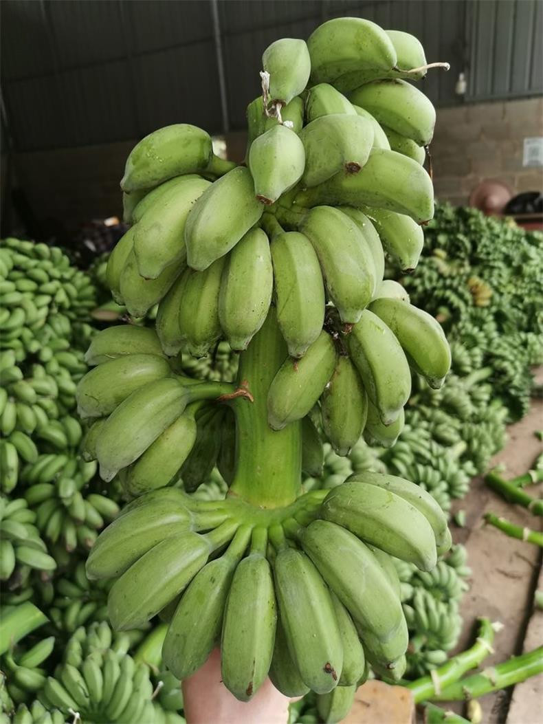 农家自产 禁止蕉绿整串2-3斤小米蕉送贺卡香蕉水培带杆工位盆栽爆款
