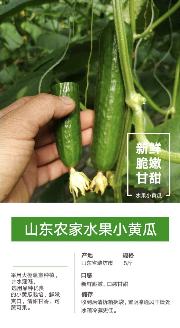 农家自产 山东水果小黄瓜2.5斤青瓜新鲜水果蔬菜基地直发家庭装