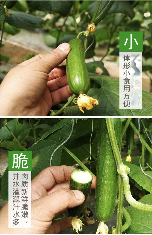 农家自产 山东水果小黄瓜2.5斤青瓜新鲜水果蔬菜基地直发家庭装
