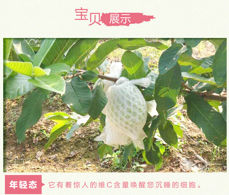 农家自产 广东新鲜红心芭乐【软心】新鲜水果产地直发特产红心番石榴