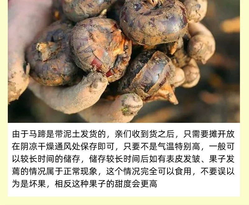 农家自产 新鲜马蹄特大荸荠2斤带泥农家当季时令水果蔬菜现挖现发脆甜多汁