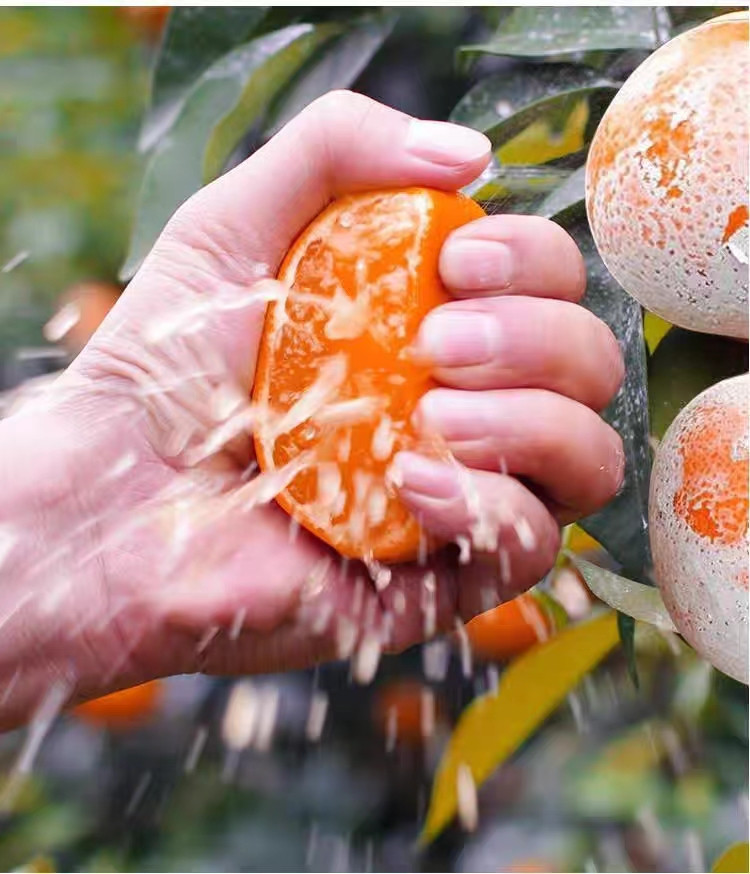 农家自产 广西茂谷柑新鲜中大果带花皮表面带石灰脏脏柑