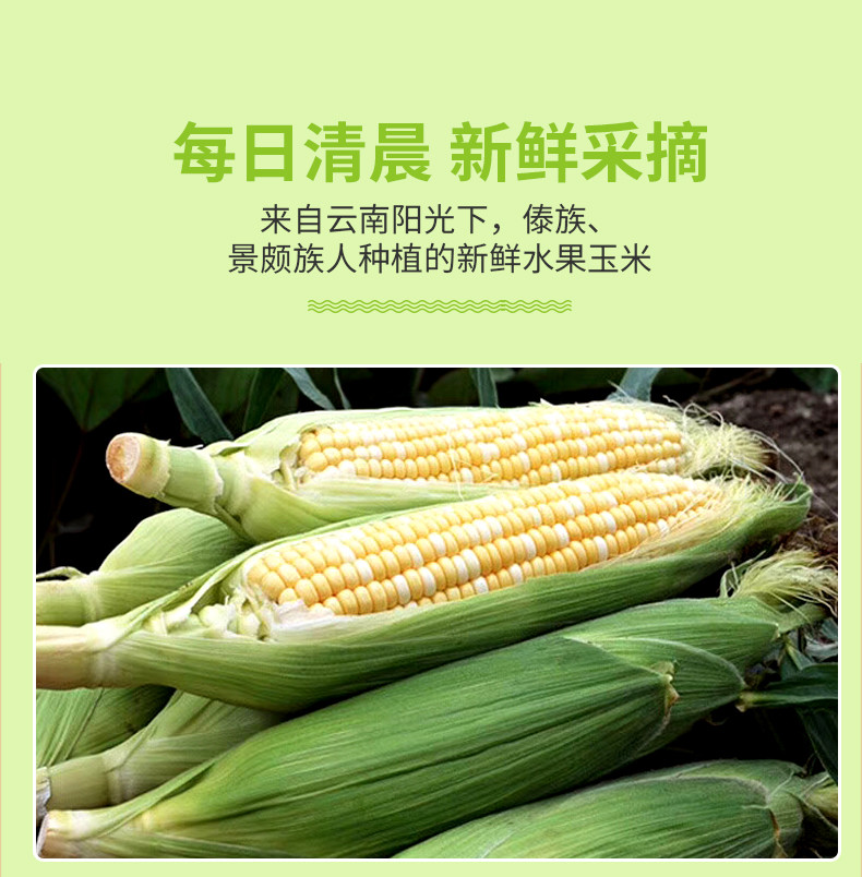 农家自产 云南新鲜蔬菜水果玉米爆浆甜糯玉米当季甘甜玉米棒