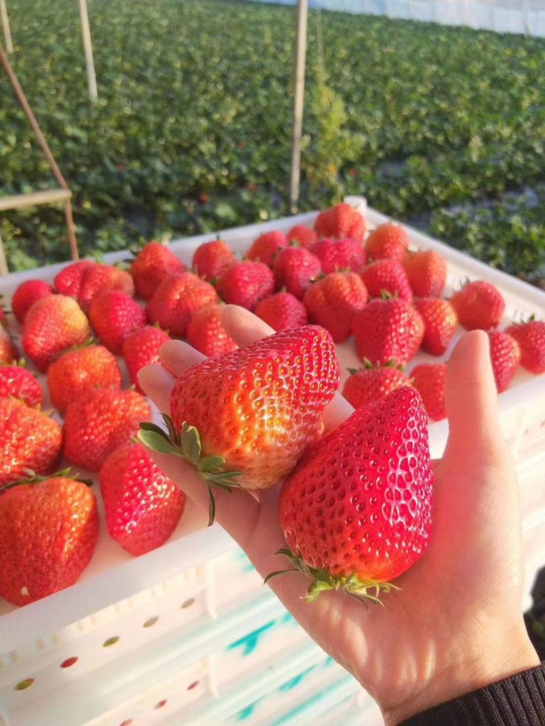 农家自产 四川攀枝花露天草莓新鲜水果