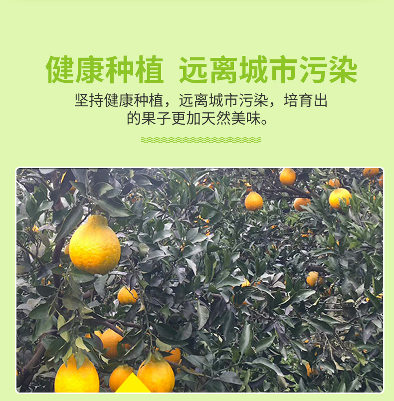 农家自产  四川不知火丑橘新鲜当季丑八怪桔子时令新鲜水果微酸