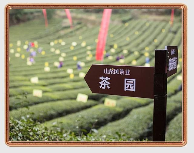 山茶风 硒茶炒青.玉峰茶320g