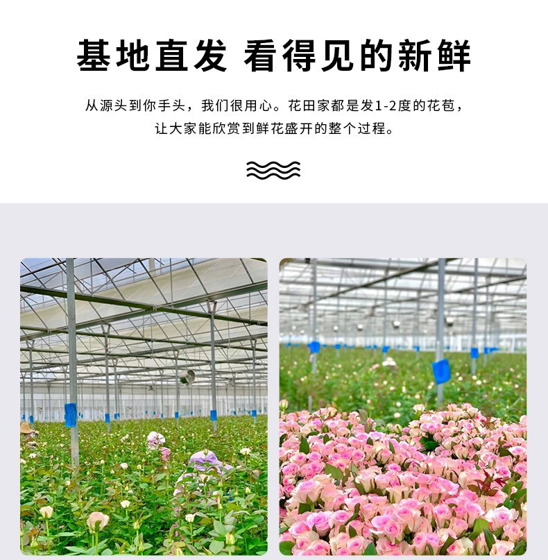 农家自产 云南鲜花玫瑰鲜切花