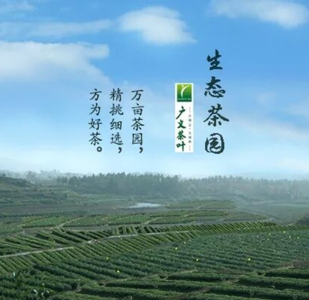 广义 特级芽头明前茶(100g*2)