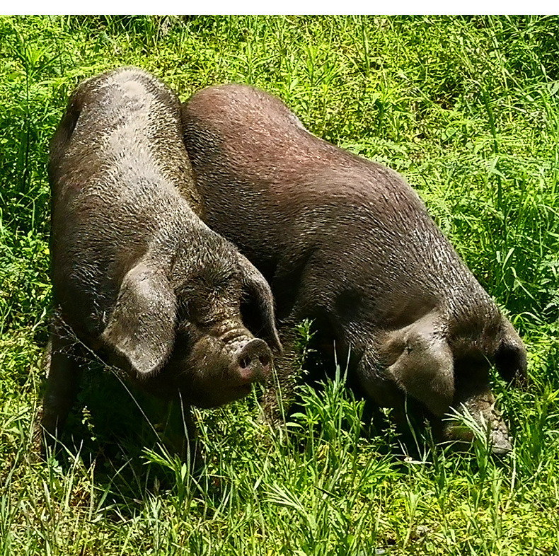  【领劵立减10元】食用猪油瓶装拌饭烘焙荤油炒菜  健到