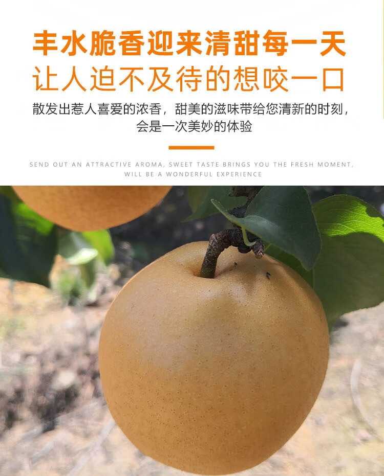  山东丰水梨新鲜水果  邮兔