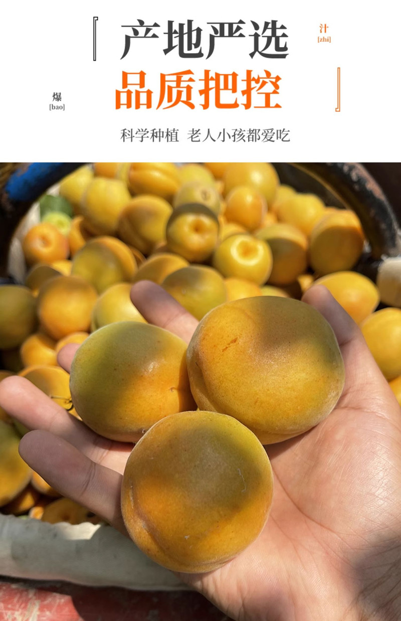  【券后26.8元一箱】 邮乡甜 秦岭金太阳大黄杏 应季水果杏子
