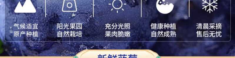  顺丰空运【4盒39.9元】 贵州高山蓝莓鲜果当季时令 邮乡甜
